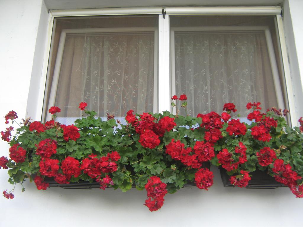 Apartment Vistanova Vrdnik Extérieur photo